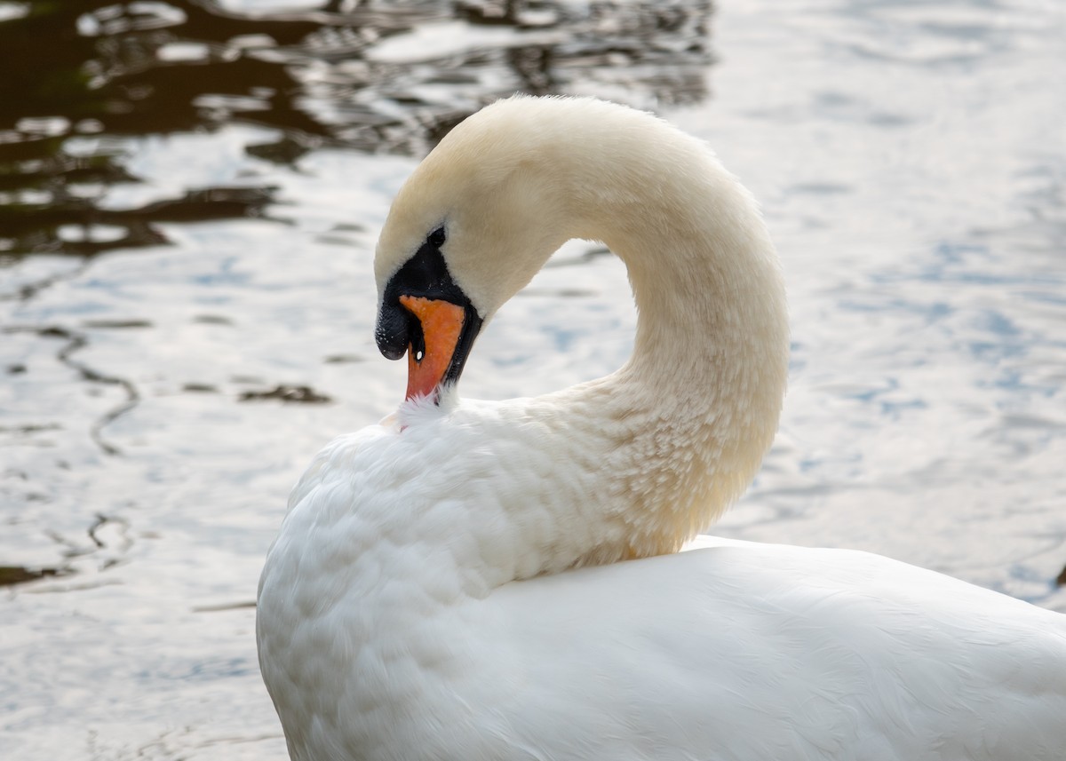 Cigno reale - ML642921078