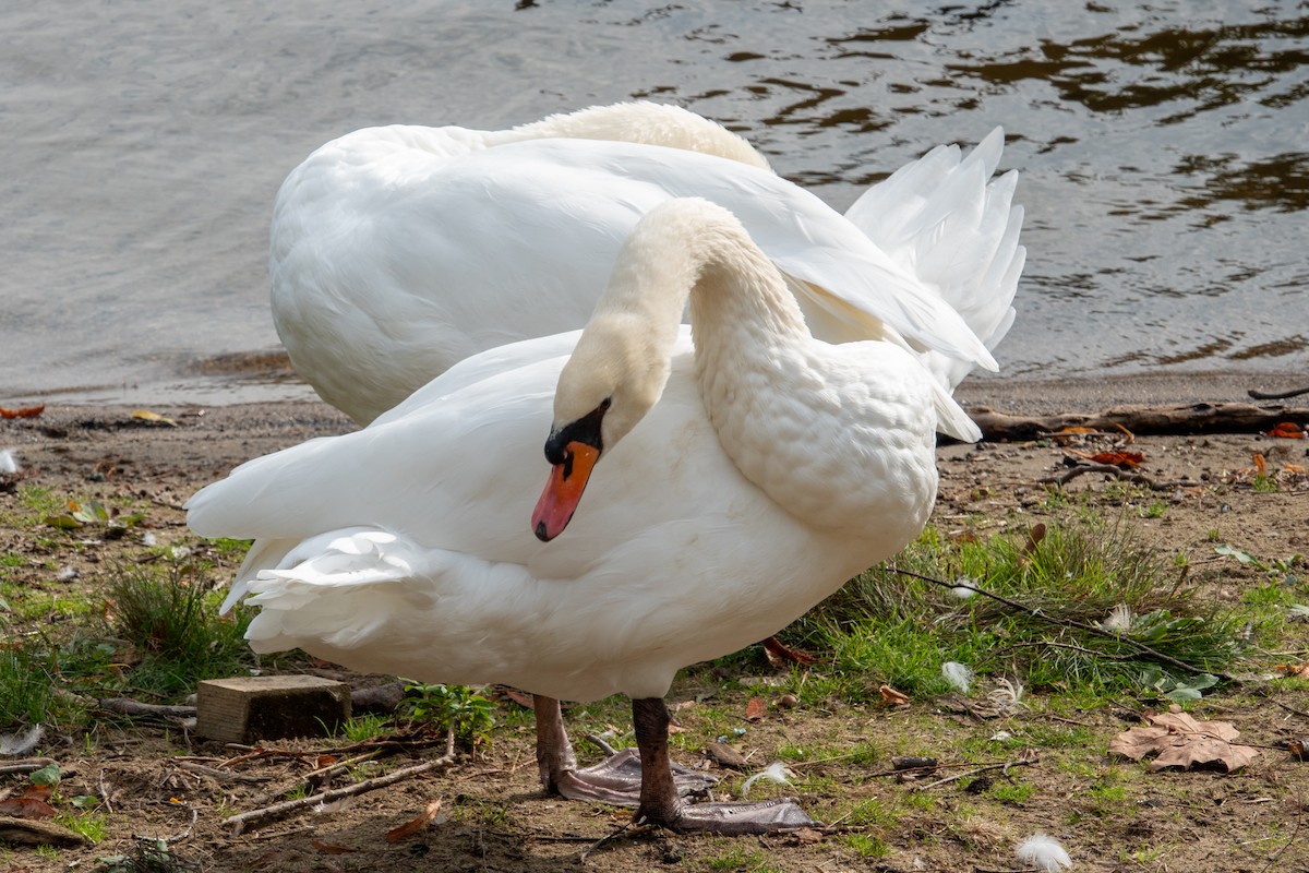 Cigno reale - ML642921079