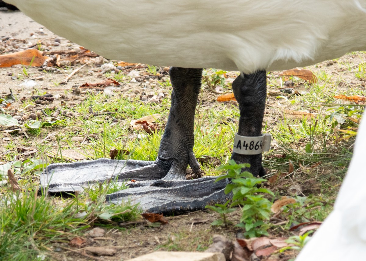 Cigno reale - ML642921080