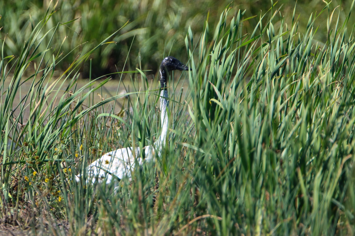 Tundra Swan - ML642921088