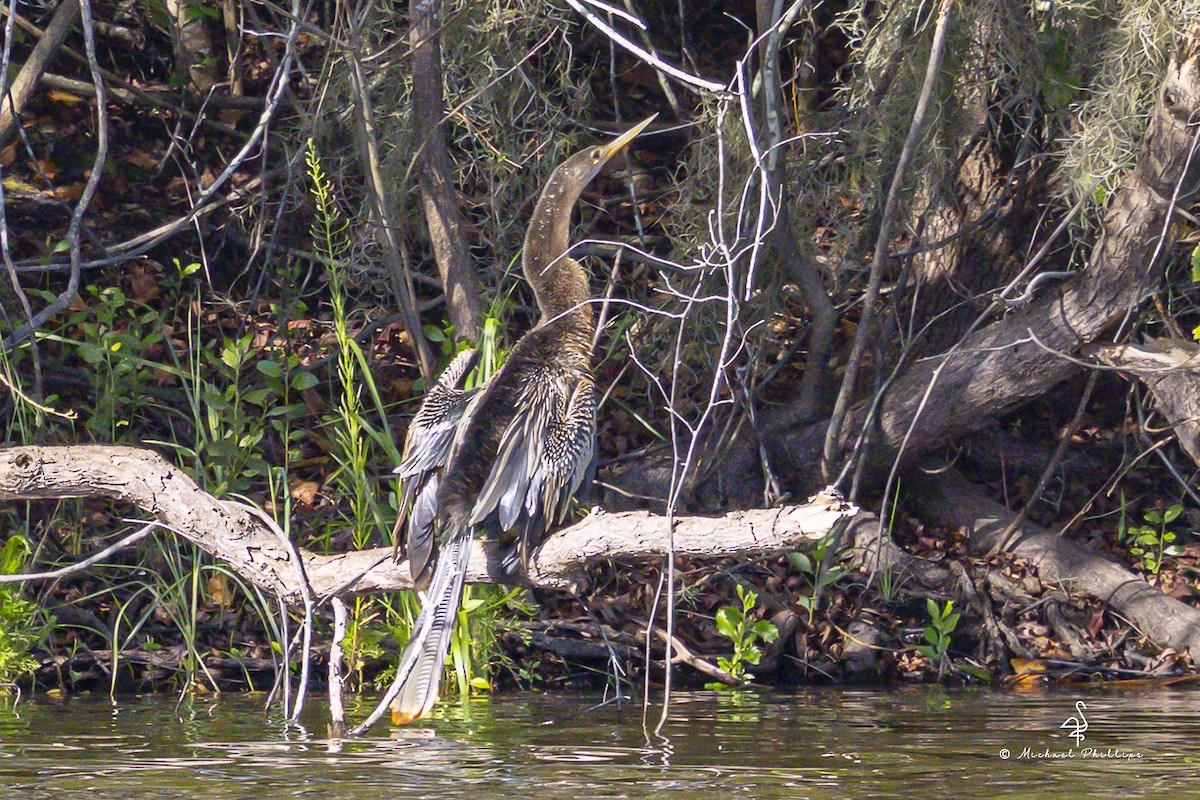 Anhinga - ML642921093