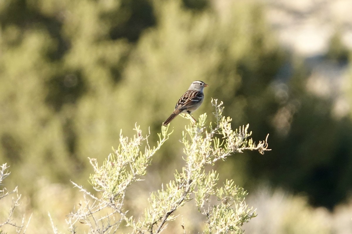 White-crowned Sparrow - ML642921101