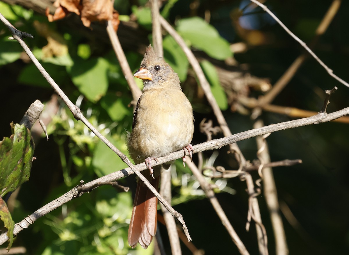 Northern Cardinal - ML642921110