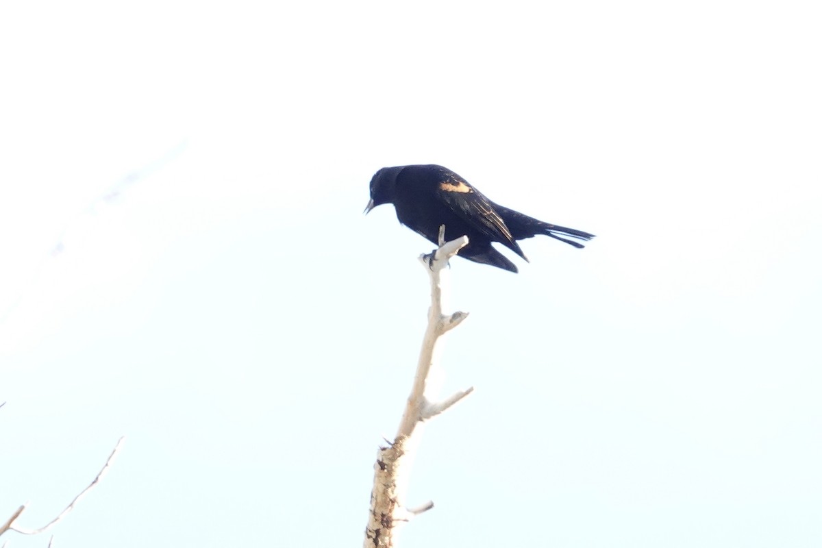 Red-winged Blackbird - ML642921121