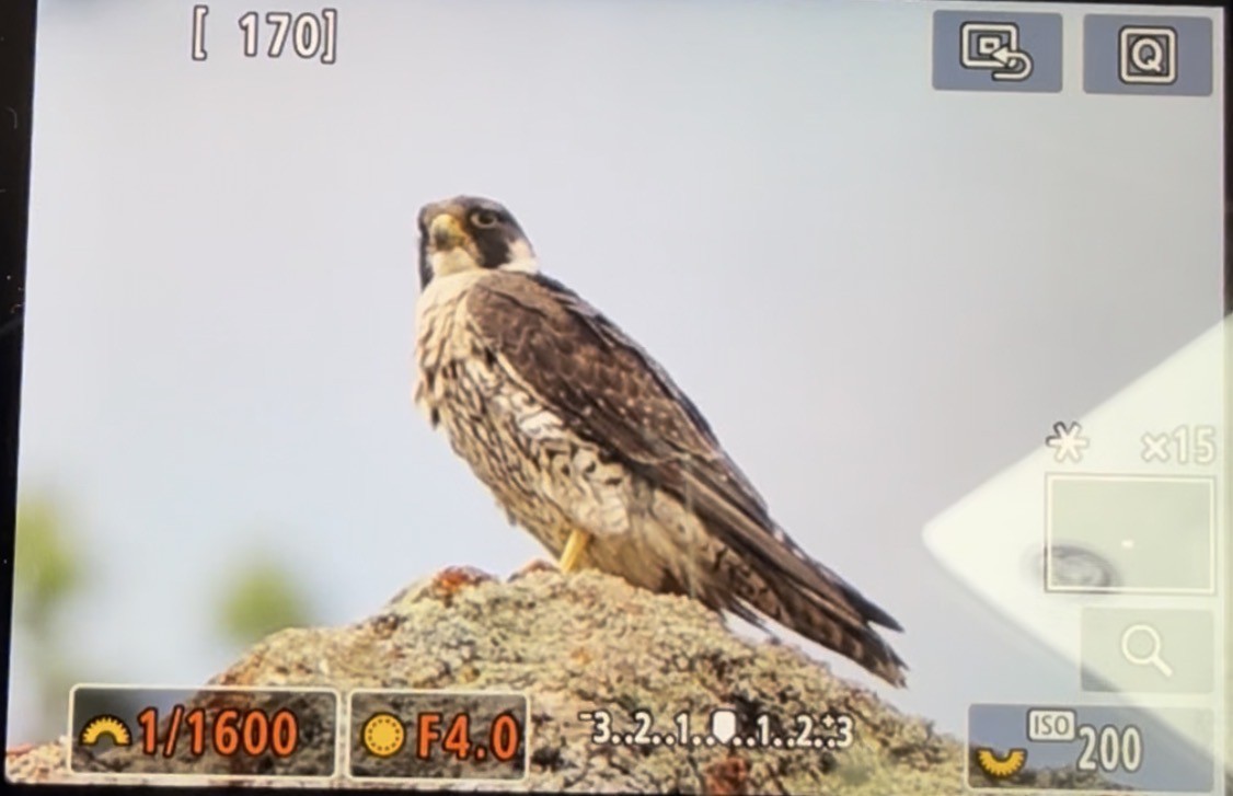 Peregrine Falcon - ML642921125