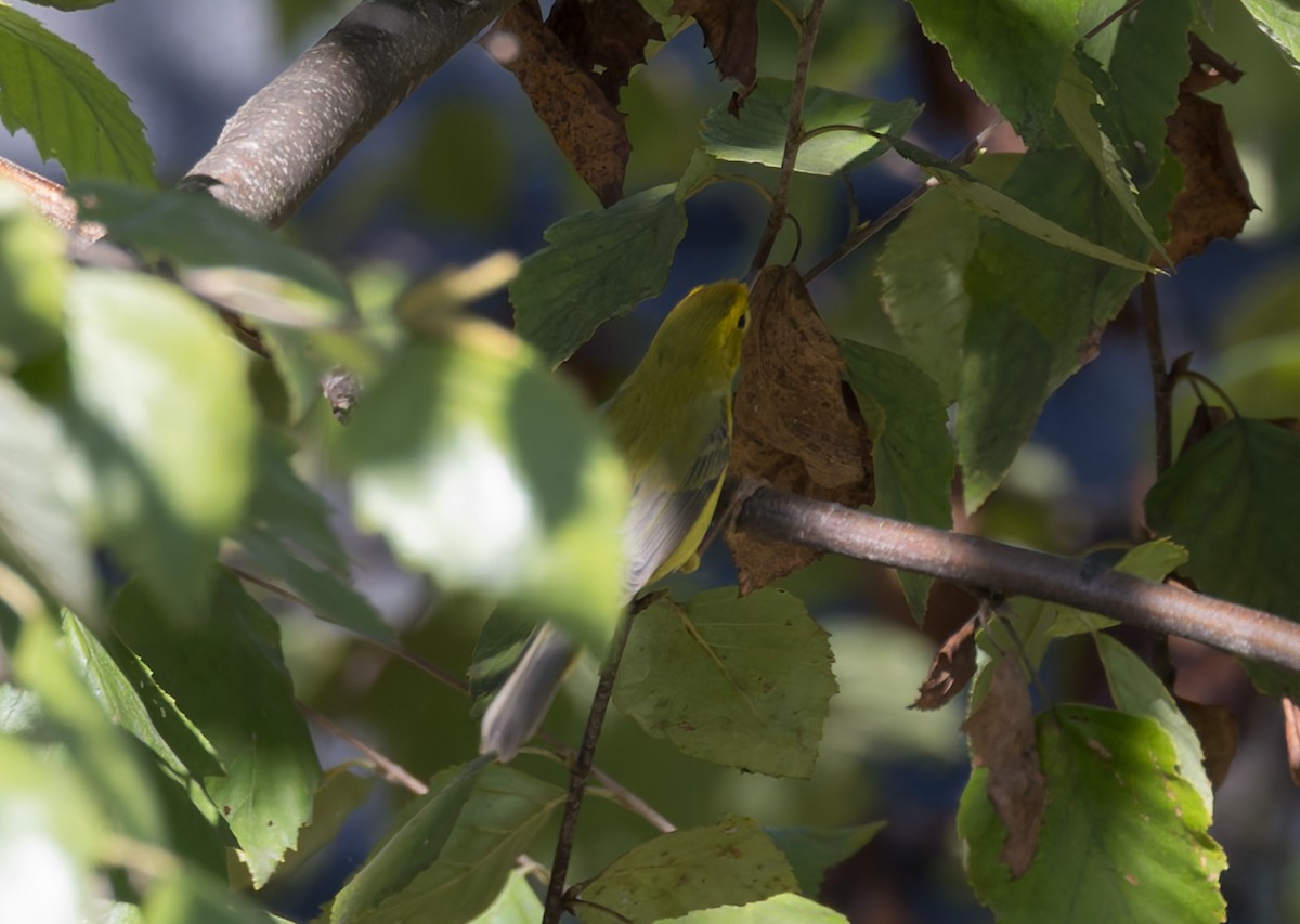 lesňáček čepičatý - ML642921129