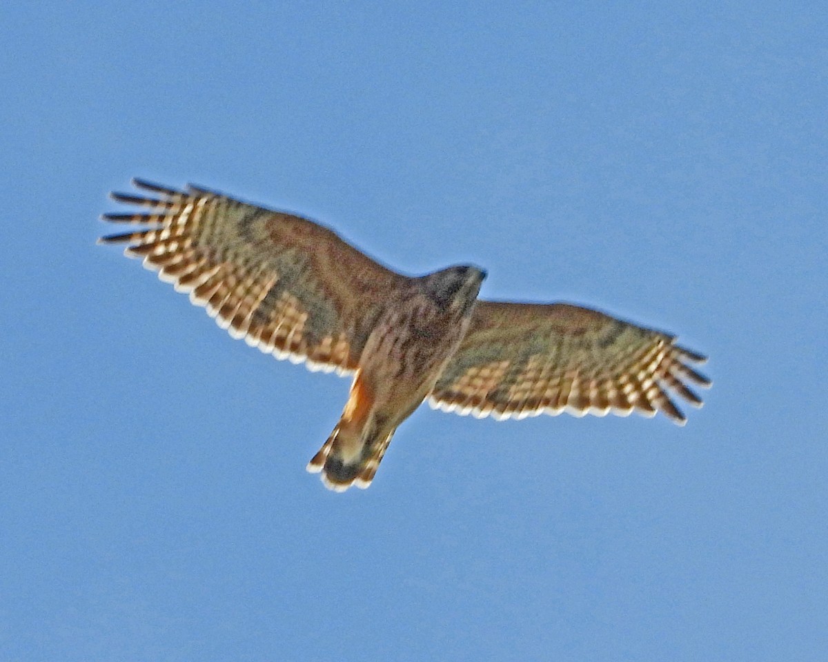 Red-shouldered Hawk - ML642921133