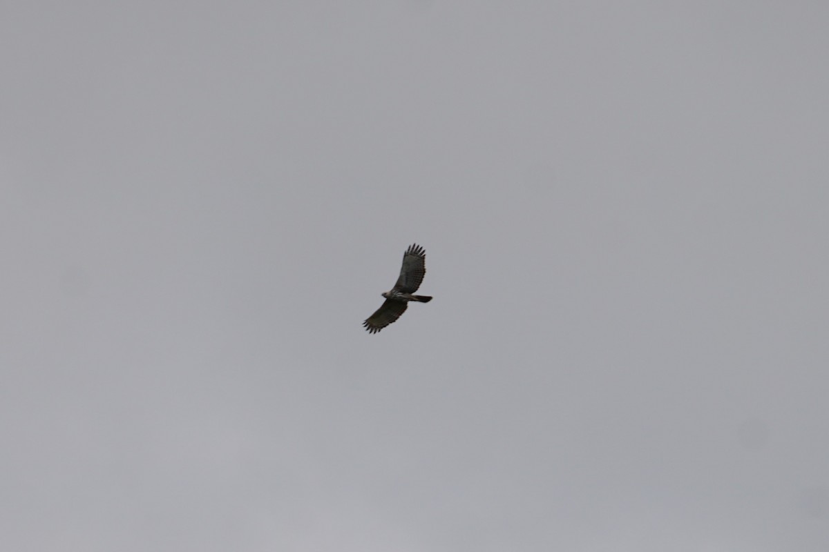 Indienhaubenadler - ML642921134