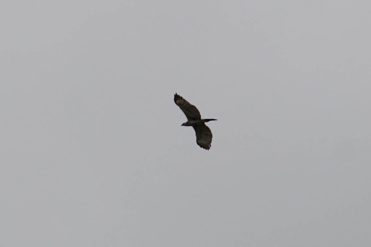 Indienhaubenadler - ML642921135