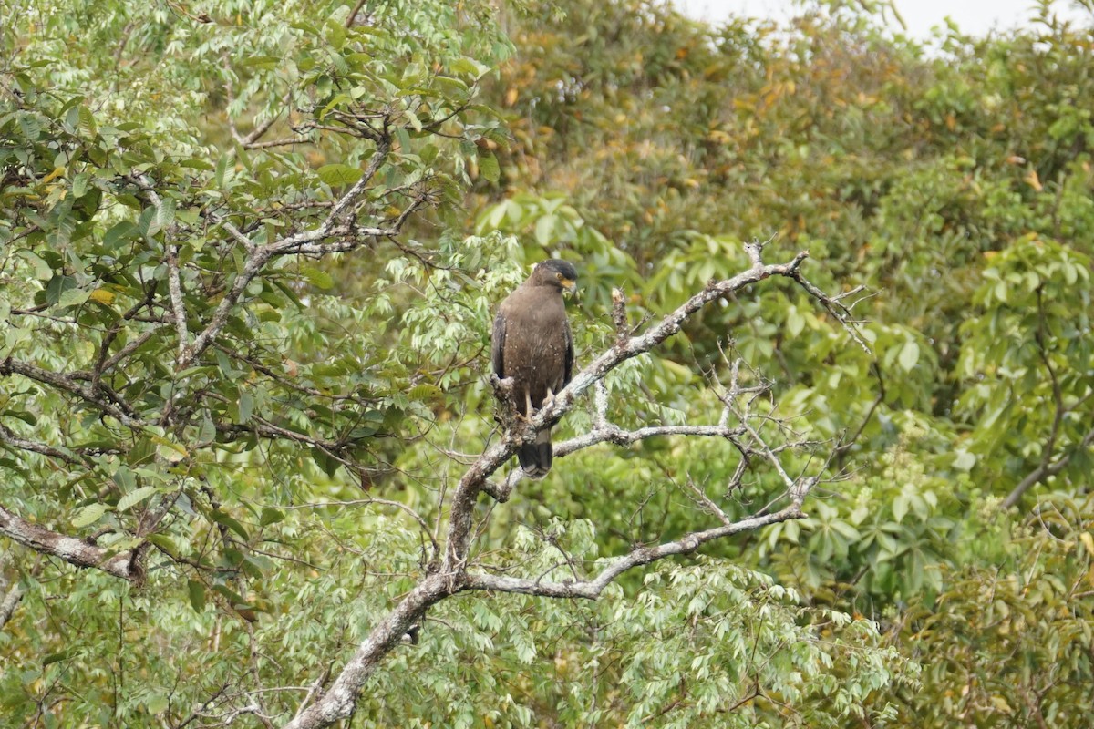 Haubenschlangenadler - ML642921137