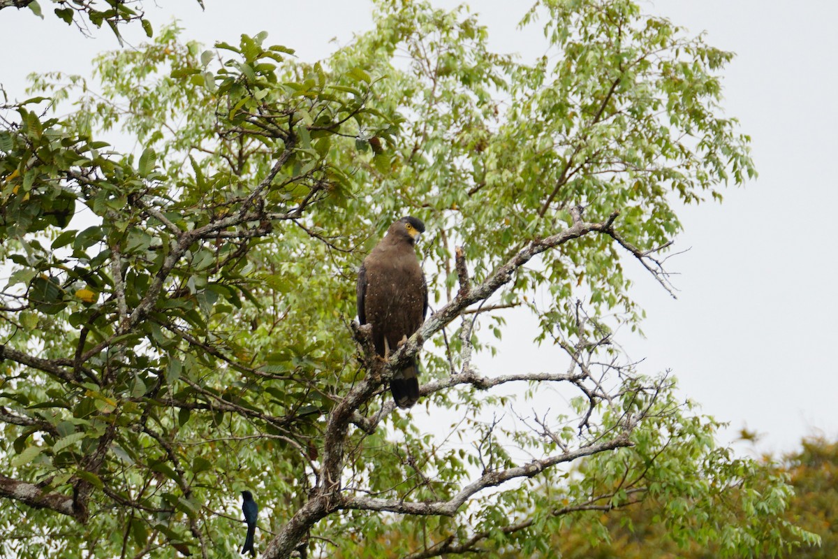 Haubenschlangenadler - ML642921138
