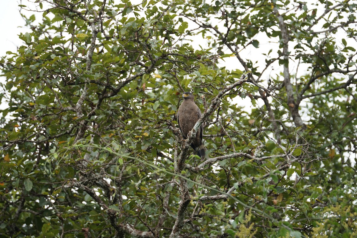Haubenschlangenadler - ML642921139