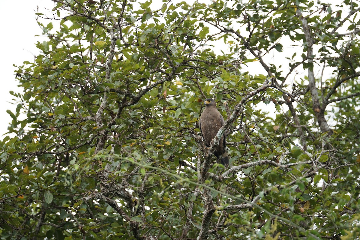 Haubenschlangenadler - ML642921141