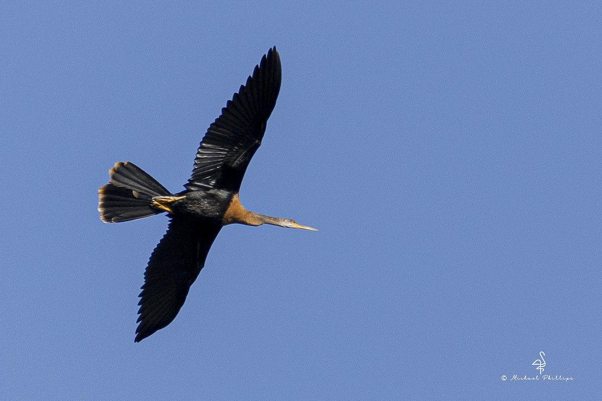 Anhinga - ML642921143