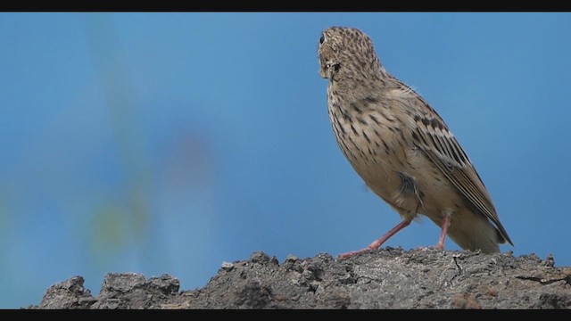 Emberiza sp. - ML642921144