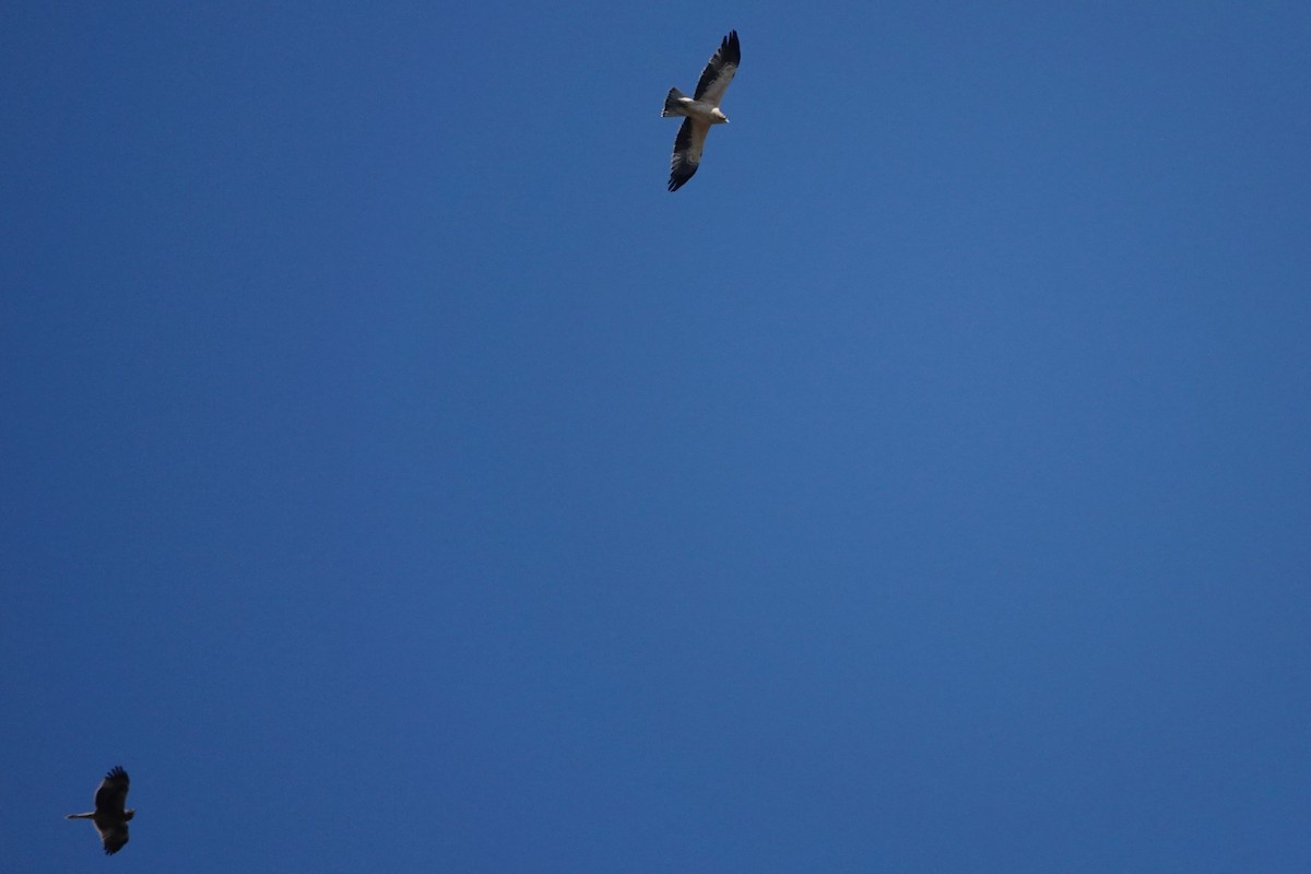 Aquila minore - ML642921145
