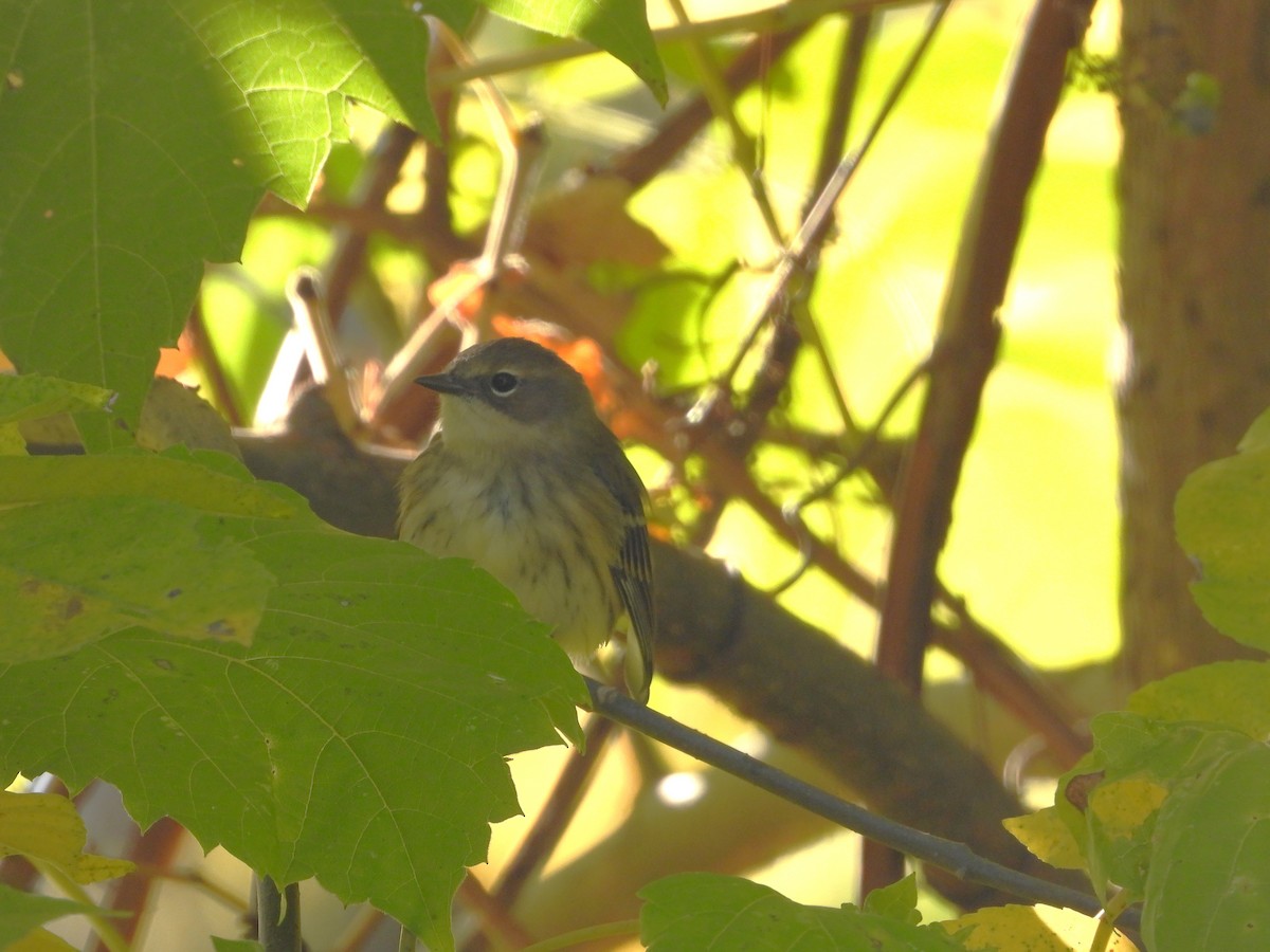 Taçlı Ötleğen - ML642921146