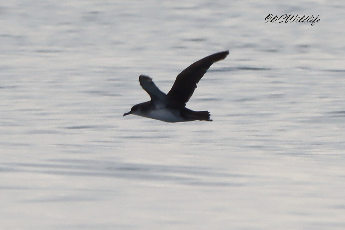 Balearic Shearwater - ML642921147