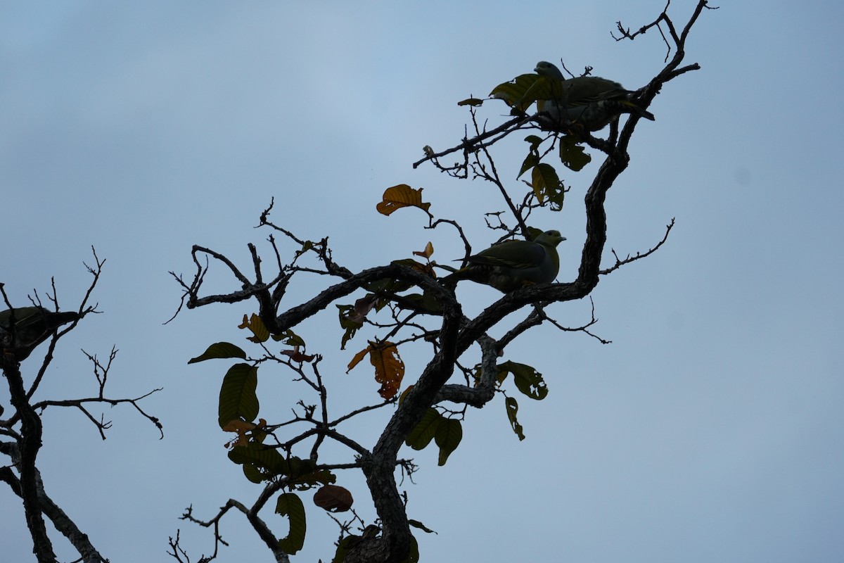 Orangegrüntaube - ML642921154