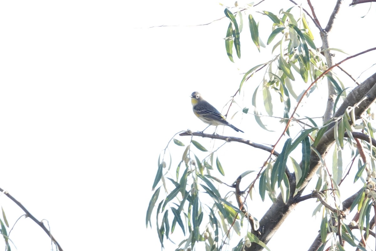 Yellow-rumped Warbler - ML642921156