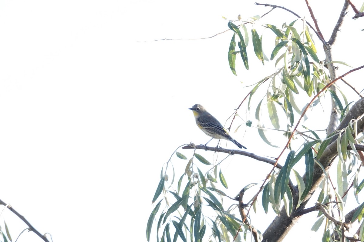 Yellow-rumped Warbler - ML642921157