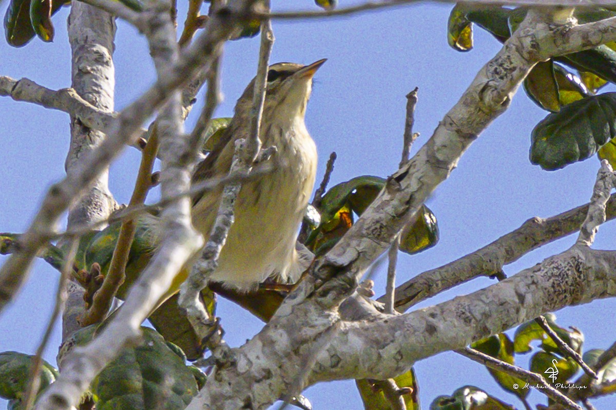 Reinita Palmera - ML642921173