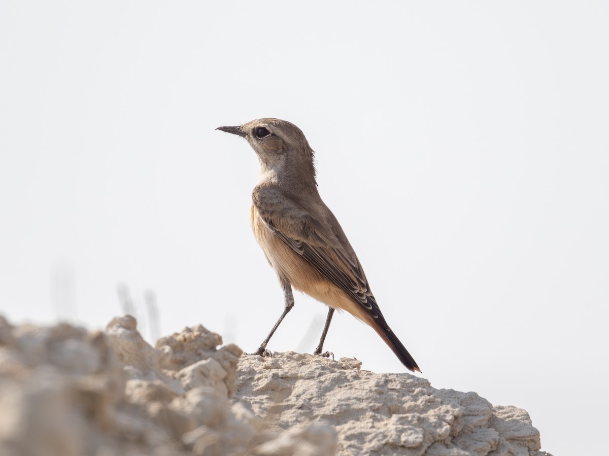 Persian Wheatear - ML642921178