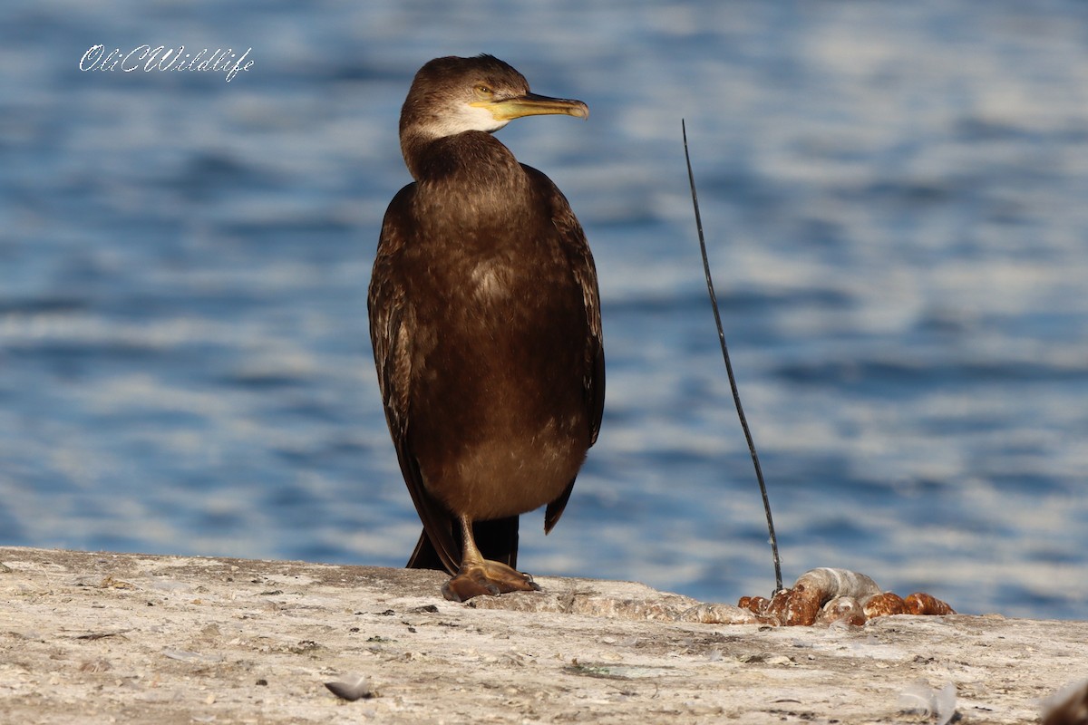 European Shag - ML642921180