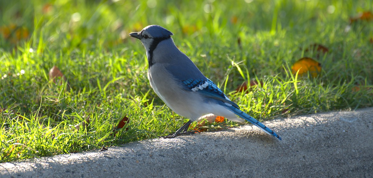 Blue Jay - ML642921192