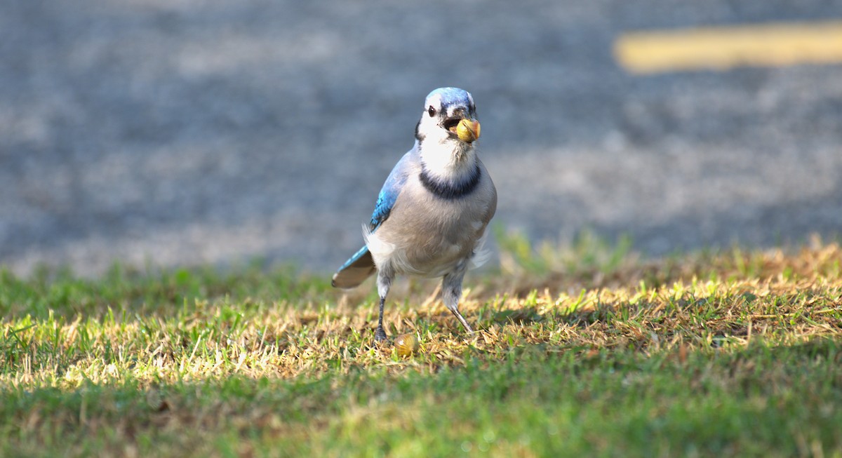 Blue Jay - ML642921193