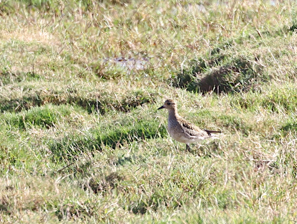 European Golden-Plover - ML642921201