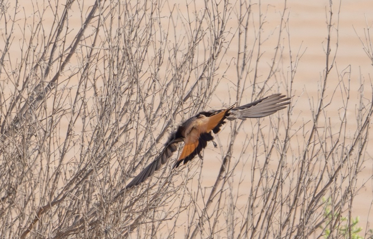 Persian Wheatear - ML642921203