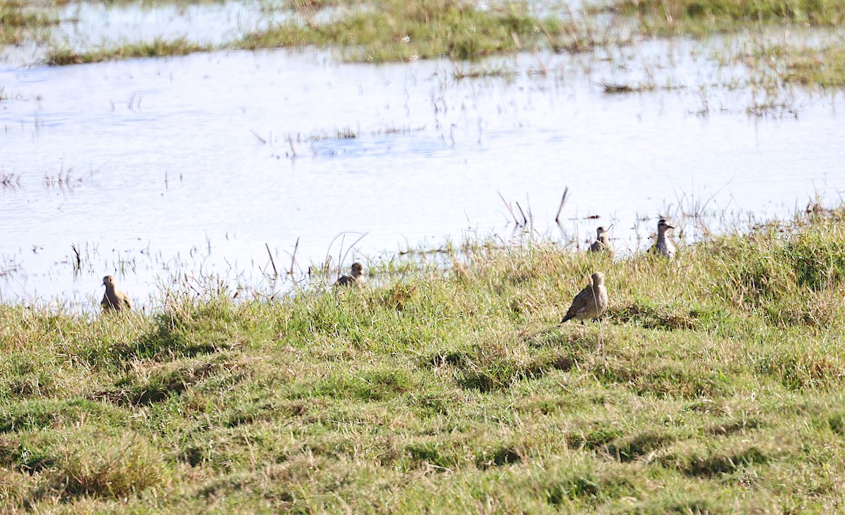 European Golden-Plover - ML642921209
