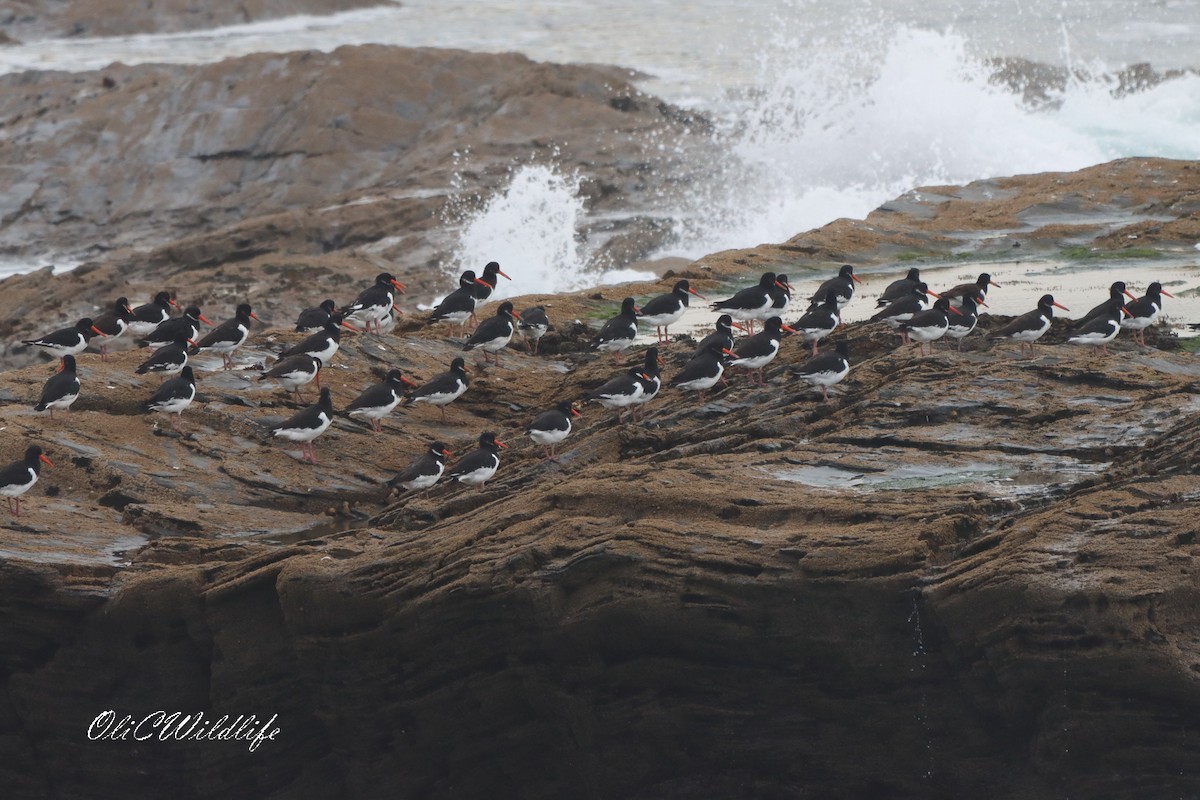 Eurasian Oystercatcher - ML642921210