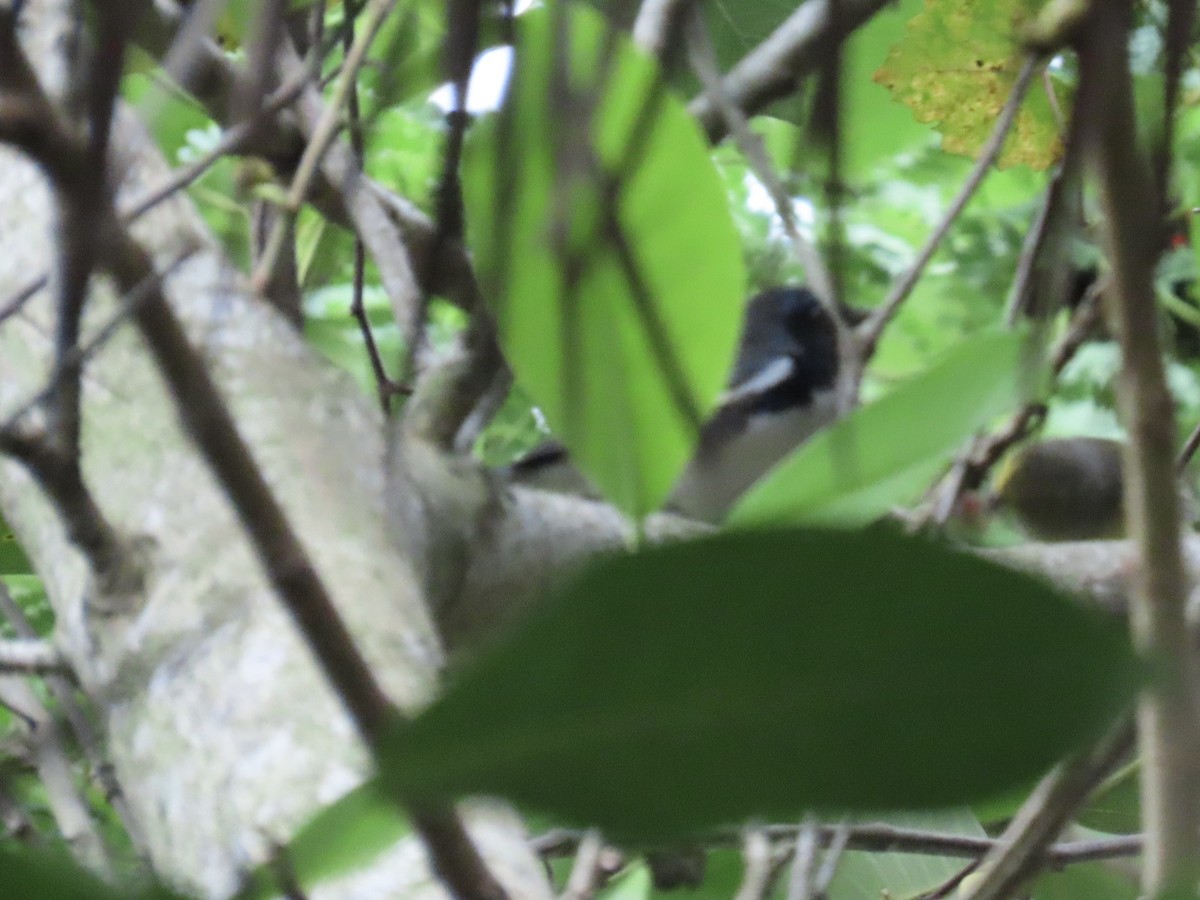 Black-throated Blue Warbler - ML642921211