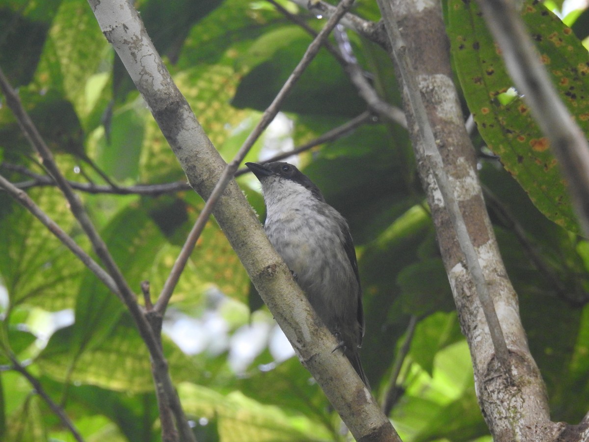 puertoricotanagar - ML642921214