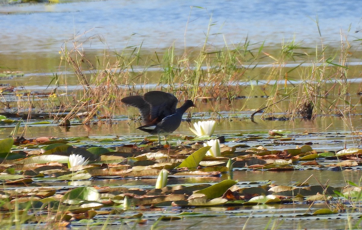 Common Gallinule - ML642921217