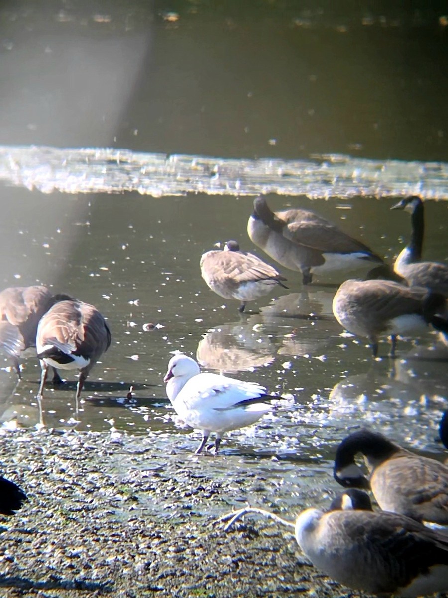 Ross's Goose - ML642921221