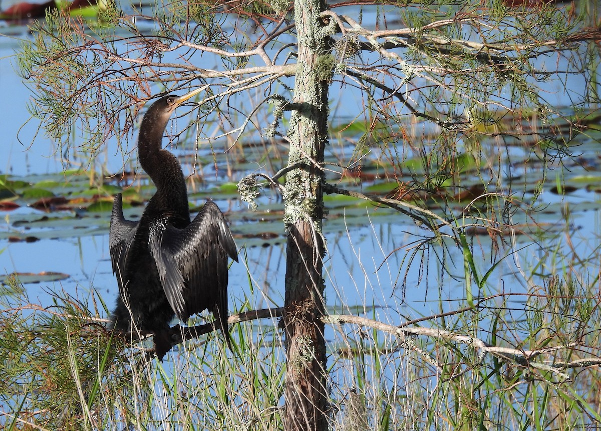 Anhinga - ML642921222