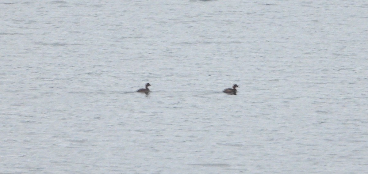 Little Grebe - ML642921240