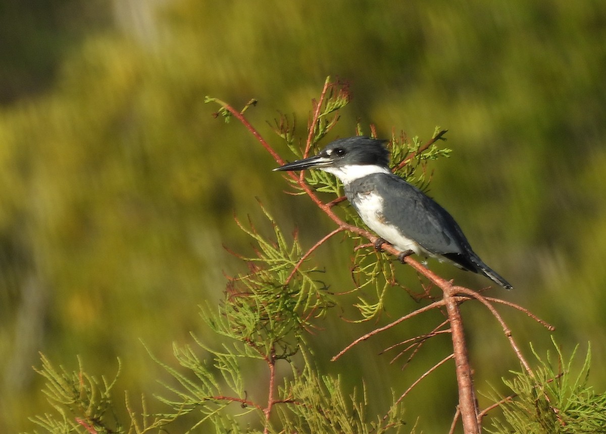 Belted Kingfisher - ML642921246