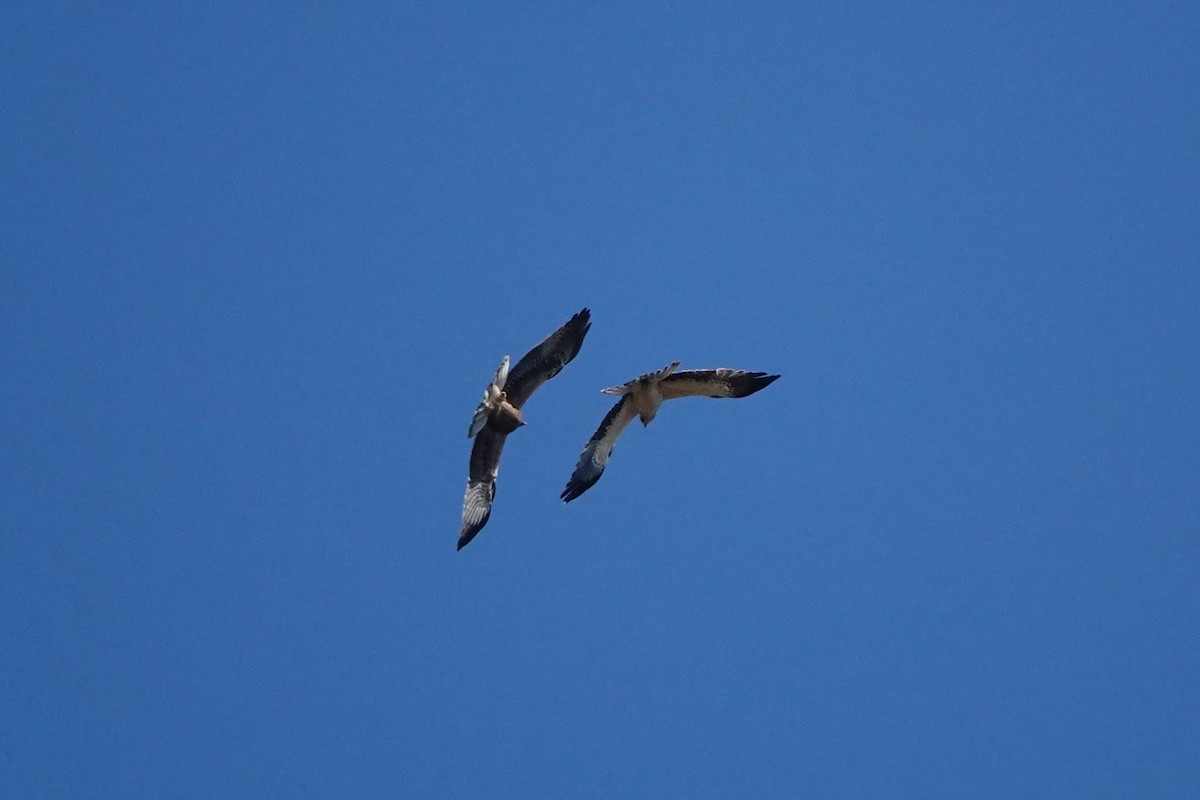 Aquila minore - ML642921247
