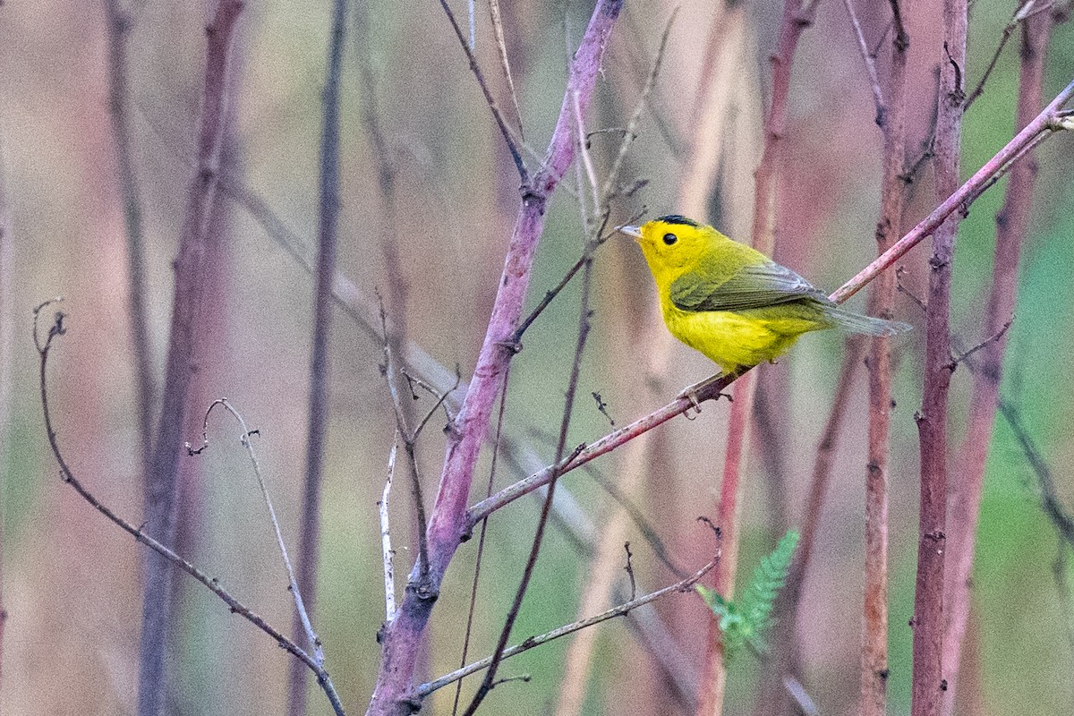 Wilson's Warbler - ML642921259