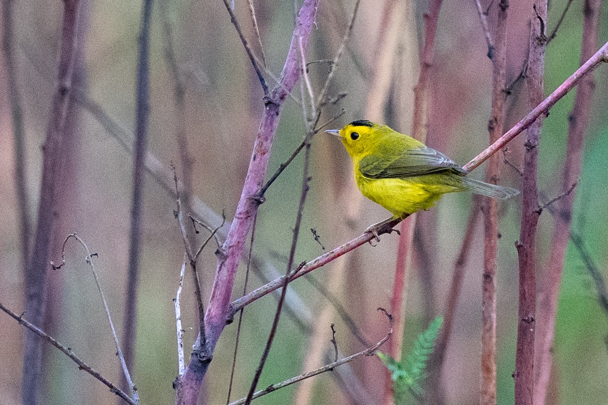 Wilson's Warbler - ML642921260