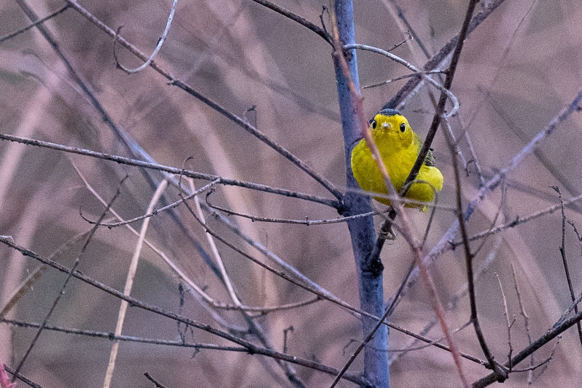Wilson's Warbler - ML642921261
