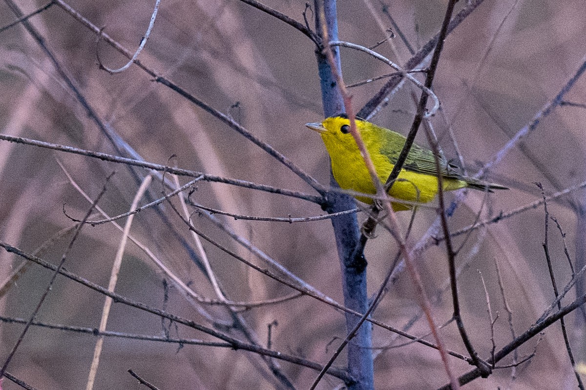 Wilson's Warbler - ML642921262