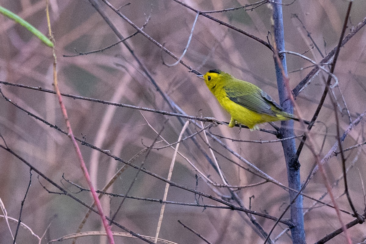 Wilson's Warbler - ML642921263
