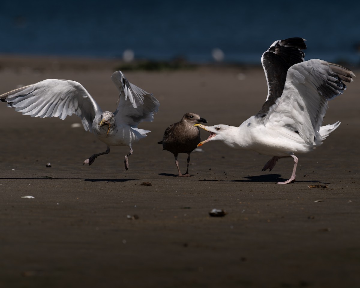 Great Black-backed Gull - ML642921275