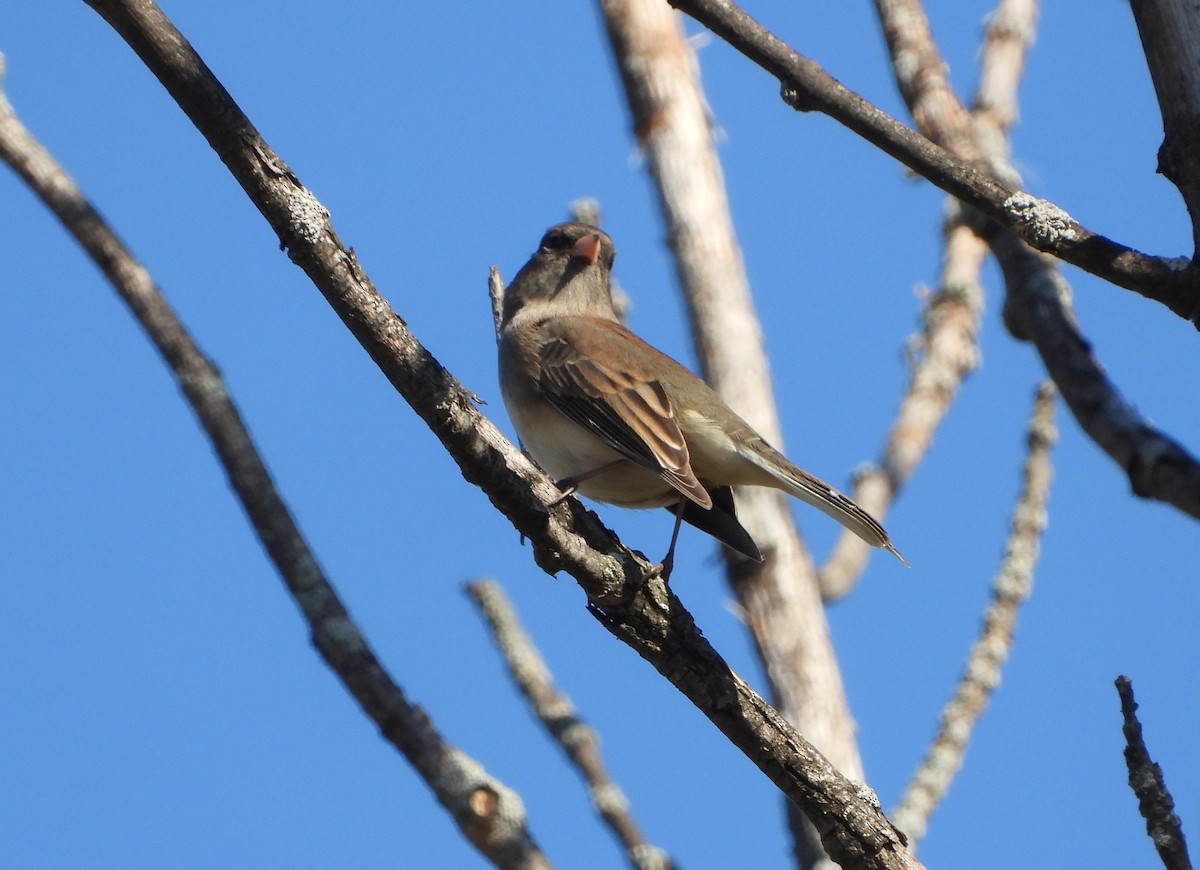 Kara Gözlü Junko - ML642921276