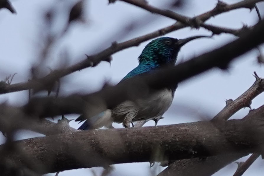 White-bellied Sunbird - ML642921288
